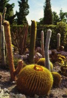 La Côte D'Azur - Eze-Village - Jardin Exotique - Cactus  Plantes Grasses  Boule Piquante  - Mar - Cactus