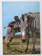 Zebras Polish Postcard - Zebras