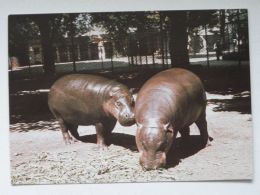 Hippo /   Polish Postcard - Hippopotamuses