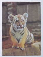 Tiger /   Russian Postcard - Tigers