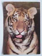 Tiger Siberian  /   Zoo Praha  / Czech Postcard - Tigers