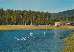 CPM Mignons Blancs Et Cygnes - Etival-Clairefontaine Beaulieu Plaisance Complexe Touristique - Etival Clairefontaine