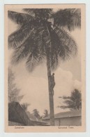 ZANZIBAR (TANZANIE) - COCONUT TREE - Tanzanie