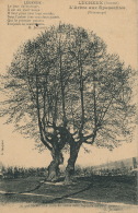 LUCHEUX - L'Arbre Aux Epousailles - Lucheux