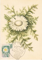 FLORA-L60 - POLOGNE Carte Maximum CARLINA ACAULIS 1962 - Maximumkarten