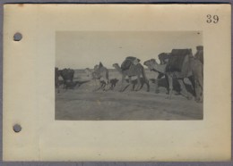 Near Mosul  Camel Caravan  About  1917y.  Photo  C428 - Iraq