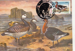 BIRDS, RED BREASTED GOOSE, CM, MAXICARD, CARTES MAXIMUM, 1988, ROMANIA - Oies