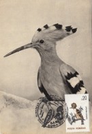 BIRDS, HOOPOE, CM, MAXICARD, CARTES MAXIMUM, 1996, ROMANIA - Spechten En Klimvogels