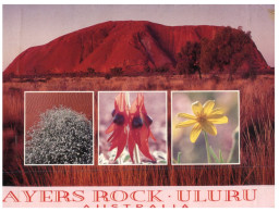 (465) Australia- NT - Uluru Ayers Rock - Uluru & The Olgas