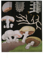 (300) Mushrooms - Pilze