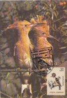BIRDS, HOOPOE, CM, MAXICARD, CARTES MAXIMUM, 1995, ROMANIA - Specht- & Bartvögel