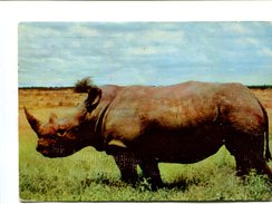 Cp - RHINOCEROS - Kenya - Rhinocéros