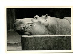 Cp - Hippopotame (zoo De Vincennes) - Ippopotami