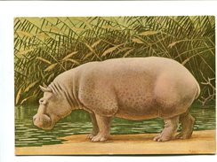 Cp - Hippopotame - - Flusspferde