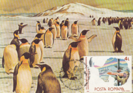 43396- EMPEROR PENGUIN, ANTARCTIC WILDLIFE, MAXIMUM CARD, 1990, ROMANIA - Antarktischen Tierwelt