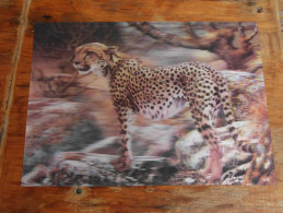 3D Postcards    Big Format Gepard Cheetah - Tigers