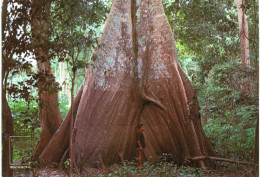 Amérique - Brésil - Brasil - Manaus - Samauma Tree - Manaus