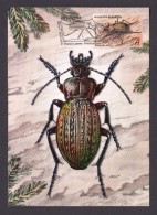 BELARUS 2016 MAXIMUM CARD Ground Beetles. Carabus Cancellatus - Other
