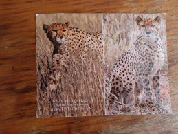 Cheetah Gepard  South Afrika - Tigers
