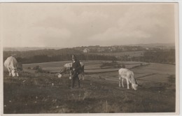 Germany - Regensburg - Ratisbona - Cows - Regensburg