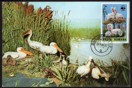 Romania WWF Pelican Maxicard No Writing On The Back - Pélicans