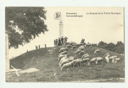 Geraardsbergen - Grammont  *  Le Sommet De La Vieille Montagne  (mouton - Schapen) - Geraardsbergen
