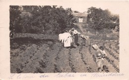 ¤¤   -   MACEDOINE  -  Carte-Photo   -  Le Labour Du Tabac   -  Agriculture    -   ¤¤ - North Macedonia