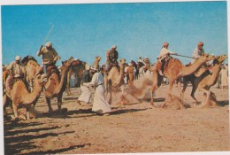 SAUDI ARABIA,ARABIE SAOUDITE,SAUDITA,ARAB EMIRATES,BEDOUIN,CAMEL,COURSE,CHAMEAU - Saudi-Arabien