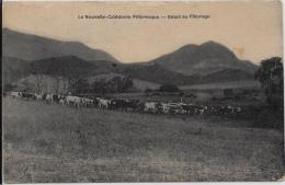 CPA Ancienne Nouvelle Calédonie Océanie Calédonia Non Circulé Nouméa Bétail - Nieuw-Caledonië