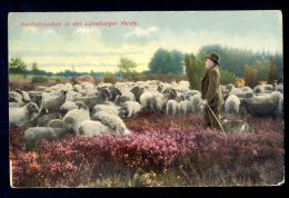 Haidschnucken In Der Luneburger Heide / Postcard Not Circulated, 2 Scans - Lüneburg