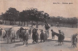 ¤¤  -    MALTE   -   MALTA   -  Maltese Goats  -  Berger Avec Ses Moutons   -   ¤¤ - Malte