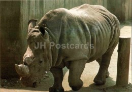 Southern White Rhinoceros - Ceratotherium Simum Simum - Animal - Zoo Animals - Czehoslovakia - Unused - Neushoorn