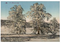 (333) Very Old Postcard - Carte Ancienne - France - Effet De Neige - Trees