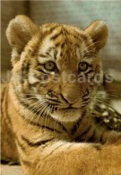 Siberian Tiger - Panthera Tigris Altaica - Large Format Card - Tallinn Zoo 50 - 1989 - Estonia USSR - Unused - Tigres