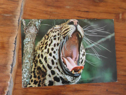 Leopard Wildlife Of Kenya 1981 - Tigres