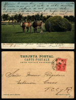 Postcard Mailed From Santa Fe In JUL/1906, Showing A Rural Scene, Ed. Pita & Catalano, VF Quality - Briefe U. Dokumente