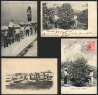 COFFEE: Harvest, Drying, Transport Etc., 4 Beautiful Postcards With Fantastic Views, VF Quality! - Other & Unclassified