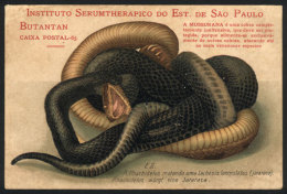 Cobra, Serpents, Circa 1910, Fine Quality - Sonstige & Ohne Zuordnung