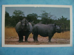 CP  ANIMAUX - RHINOCEROS - Rhinocéros