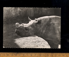 RHINOCEROS Rhino - Rinoceronte