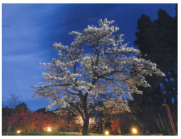 (550) Taiwan Blossom Tree - Trees