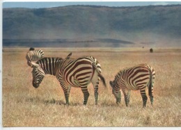 Faune Africaine : Troupeau De Zèbres (n°4145 Hoa Qui Neuve) - Zebras