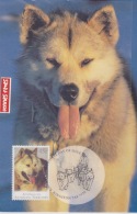 AAT-australian  13 -1-1994  KINGSTON Husky Australian - Tarjetas – Máxima