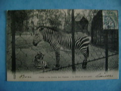 CP ANIMAUX -   PARIS-AU JARDIN DES PLANTES- LE ZEBRE ET SON PETIT - ECRITE EN 1904 - Zebras