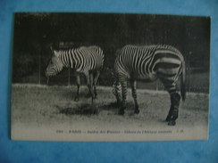 CP ANIMAUX -   PARIS-AU JARDIN DES PLANTES- ZEBRES DE L'AFRIQUE AUSTRALE N°646 - Zebras