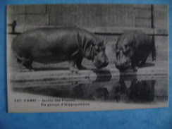 CP ANIMAUX -   PARIS-AU JARDIN DES PLANTES-UN GROUPE D'HIPPOPOTAMES  N°349 - Ippopotami