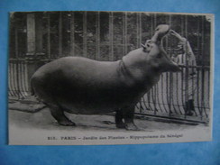 CP ANIMAUX -   PARIS-AU JARDIN DES PLANTES-HIPPOPOTAME DU SENEGAL   N°213 - Hippopotamuses
