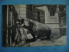 CP ANIMAUX -   PARIS-AU JARDIN DES PLANTES-HIPPOPOTAME SORTANT DU BAIN    N°366 - Hippopotamuses