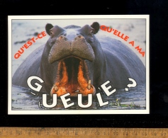 HIPPOPOTAMES : Hippopotame Qu'est Ce Qu'elle A Ma Gueule ? Hippo Hippopotamus - Nijlpaarden