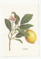 FLEURS - PLANTES - CITRON - CITRUS LIMONUM RISSO - ED. YVES ROCHER - Medicinal Plants